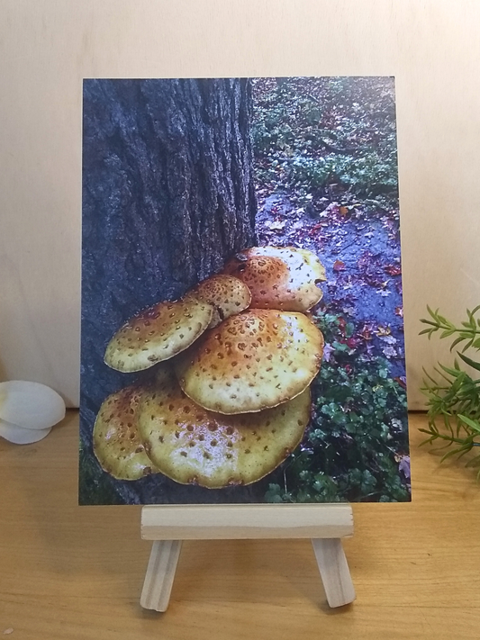 Forest Fungus postcard