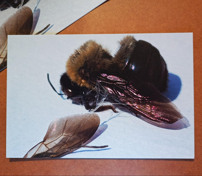 Postcard showing a photo of a close-up bee on a white background. The postcard is on a brown background.
